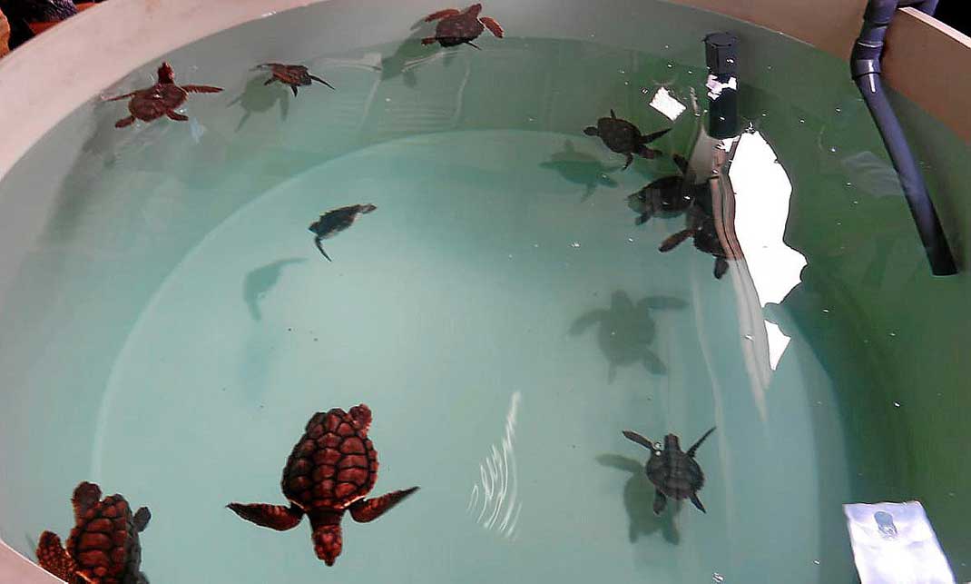 Meeres-Schildkröten auf Ibiza. Flüge