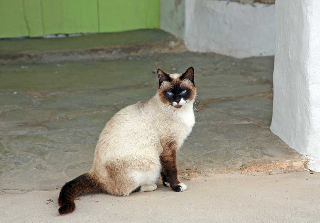 Katzen-Aktion. Corona-Tote. Ibiza-Projekte. Rettungs-Plan
