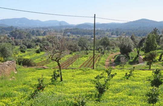 Landwirtschaft wird auf Ibiza mehr ökologisch und von jungen Bauern betrieben