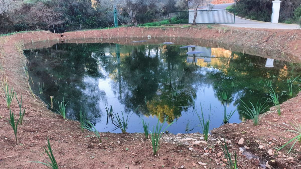 Der Klärwerk-Teich in Sant Joan wurde re-naturalisiert