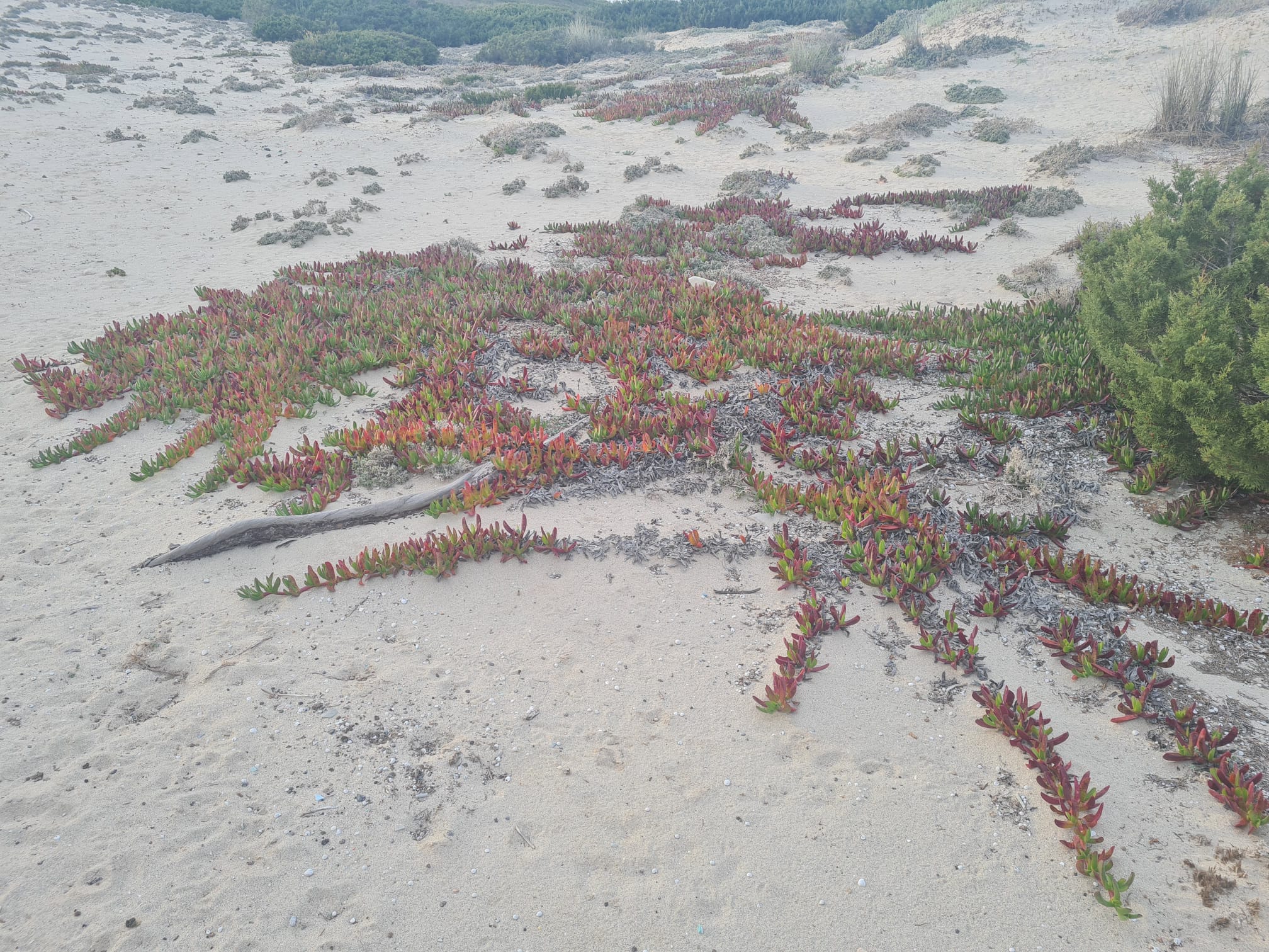 Carpobrotus gilt als invasive Pflanze auf Formentera