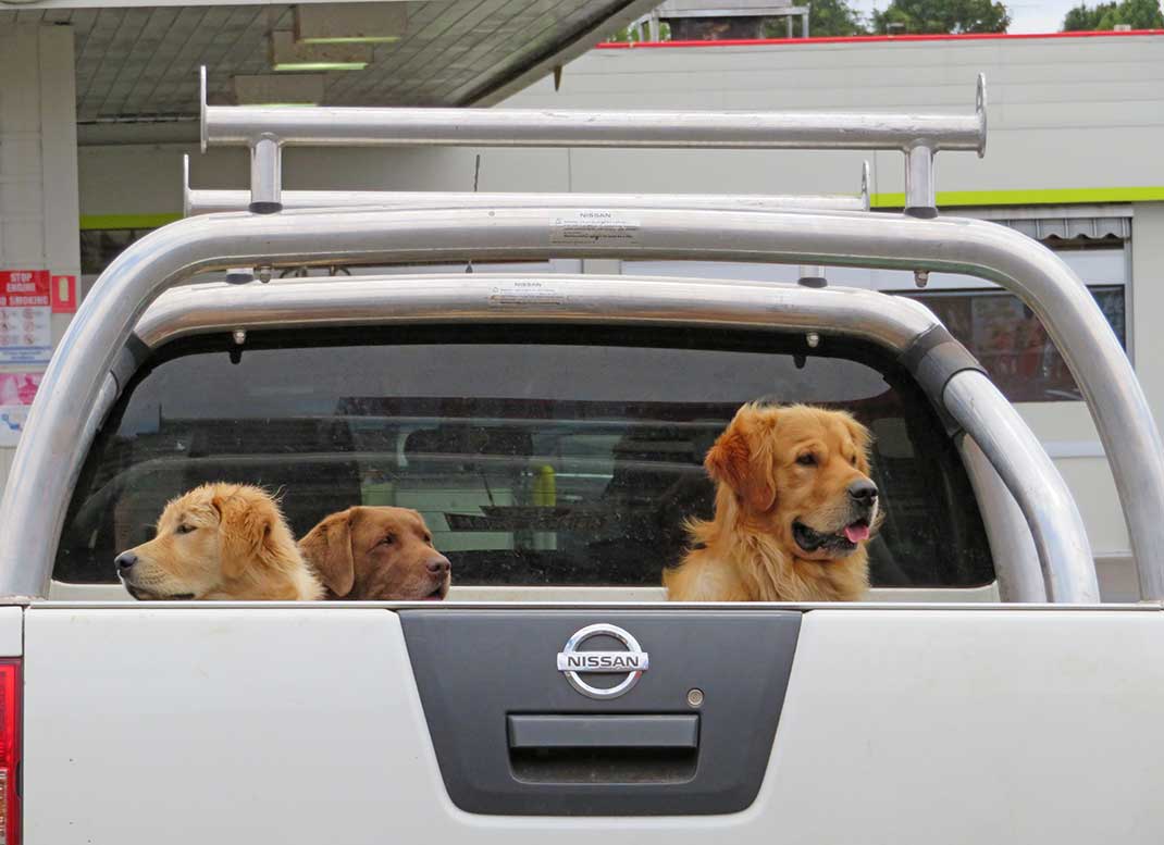 Hunde auf Ibiza