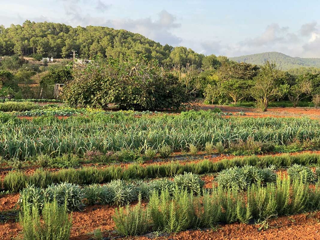 Bauer_Feld_Landwirtschaft_Gemuese_Ibiza_Foto_Thomas_Abholte