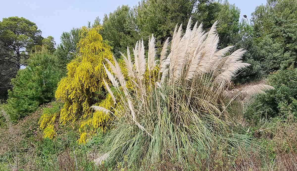 Blumen-IbizaHEUTE-RWeissborn