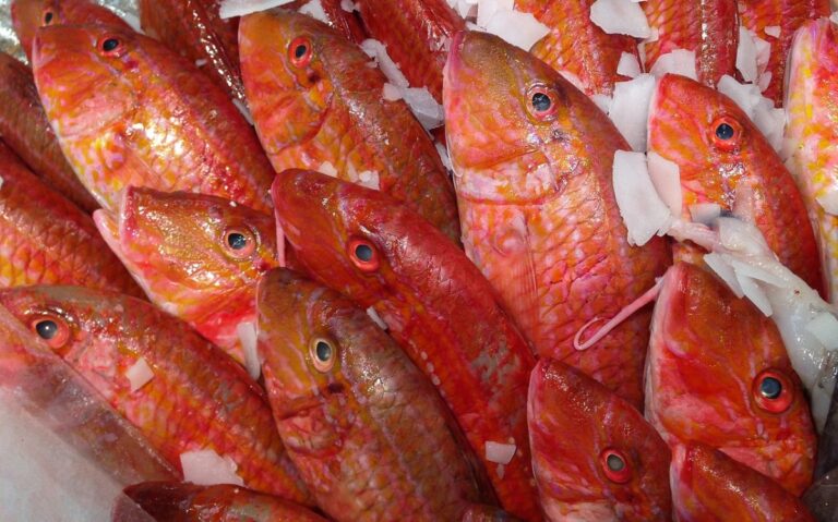 Ibiza: Zarte Barben – mit Rezept - Ibiza Heute