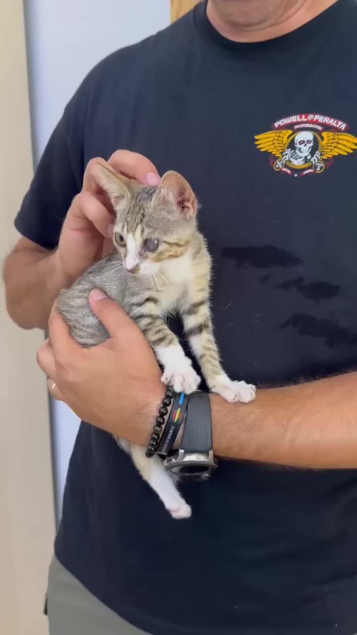 katze