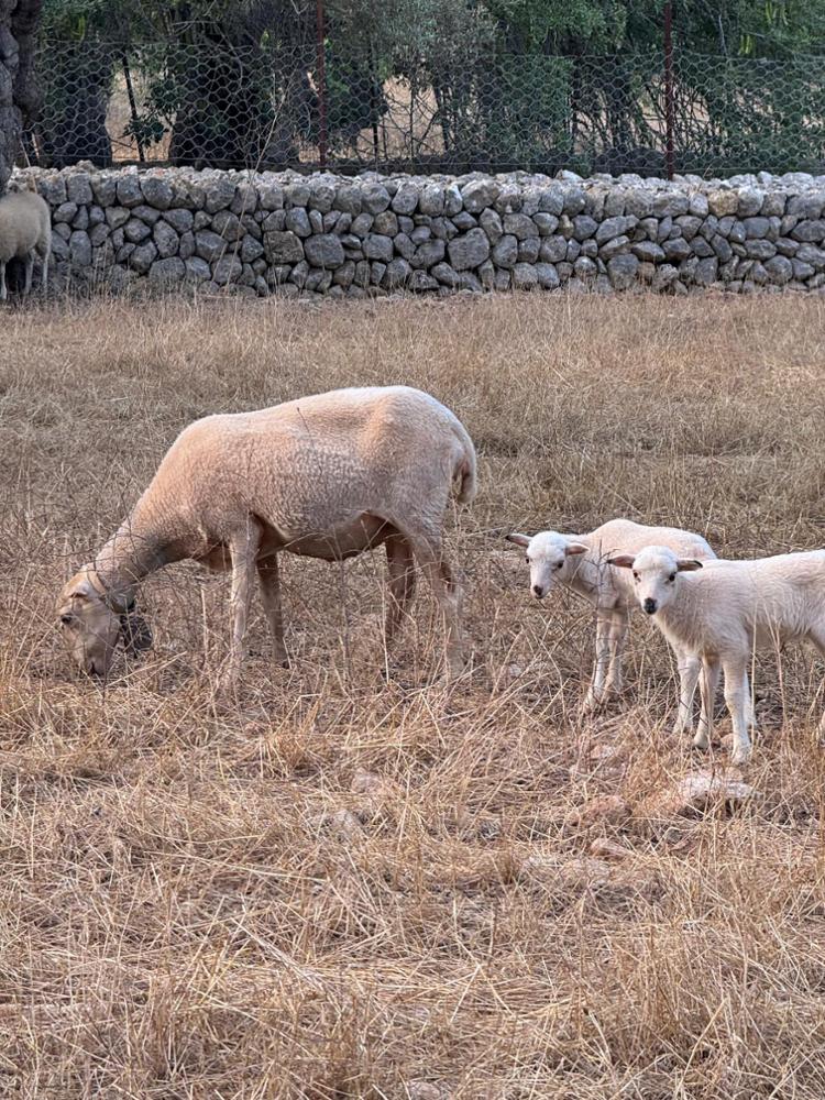balearen-schafe-goib