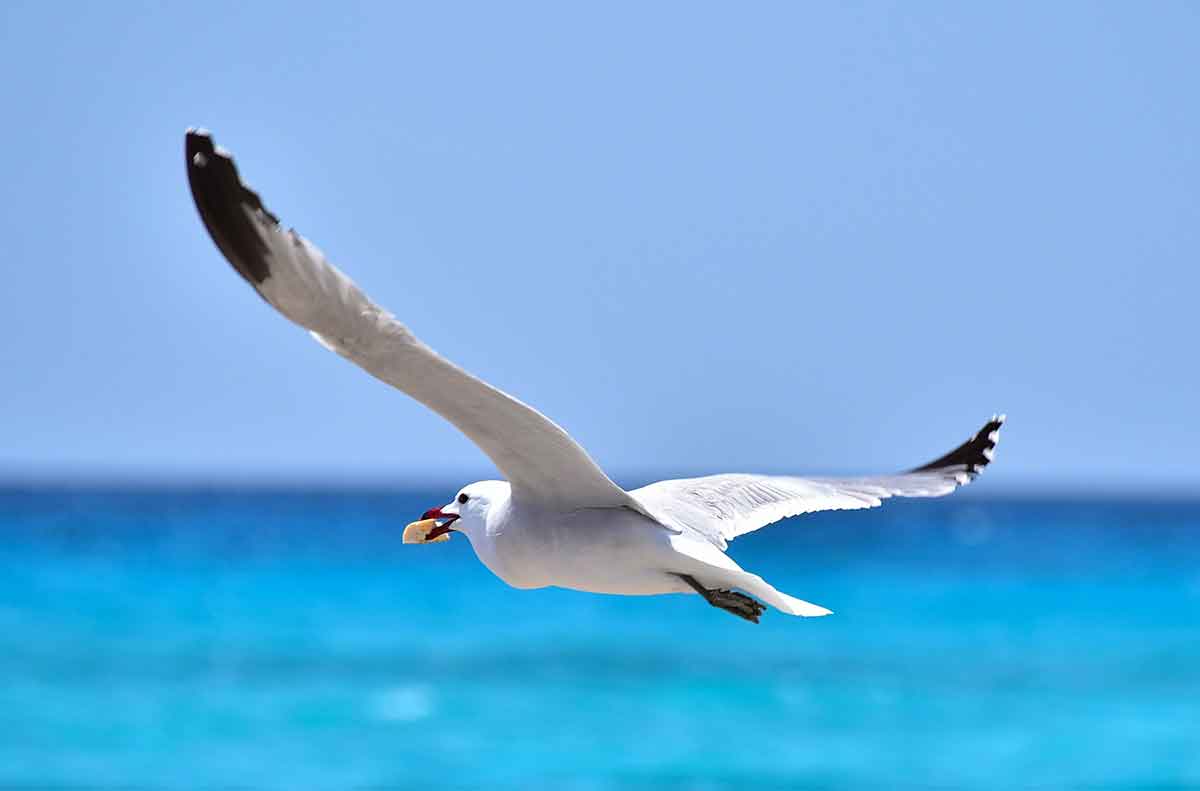 Foto: IbizaHEUTE Peter Eberhardt