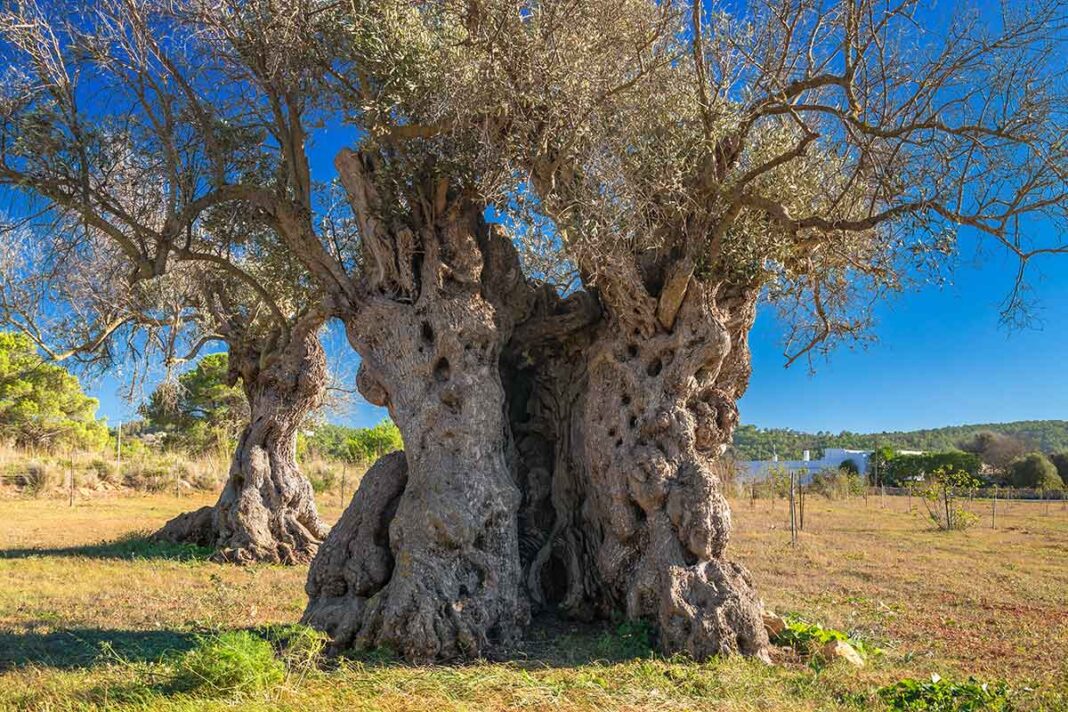 Foto: IbizaHEUTE, Rüdiger Eichhorn
