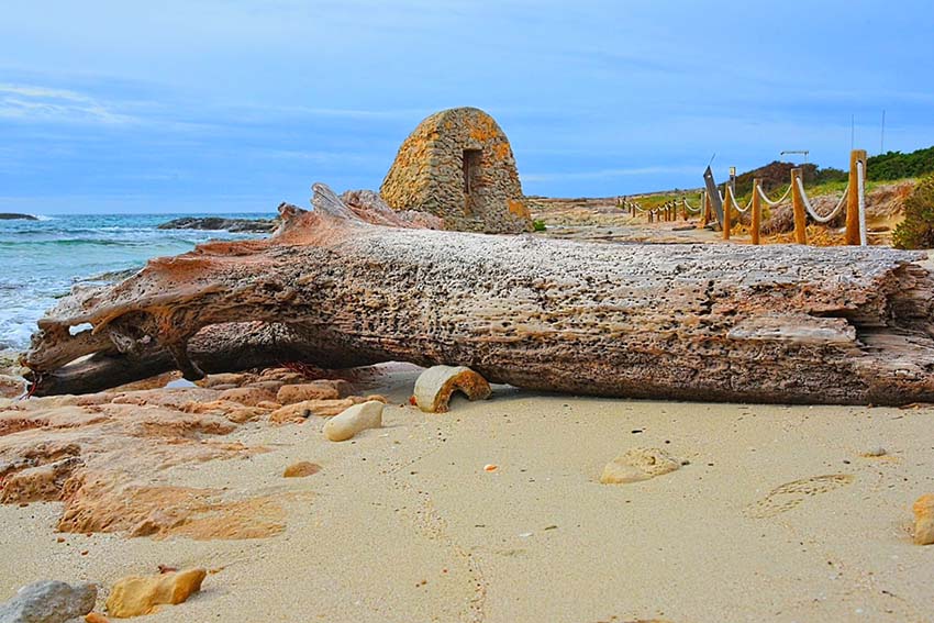 Formentera mit angeschwemmtem Baum. Fotos IbizaHEUTE, Peter Eberhardt