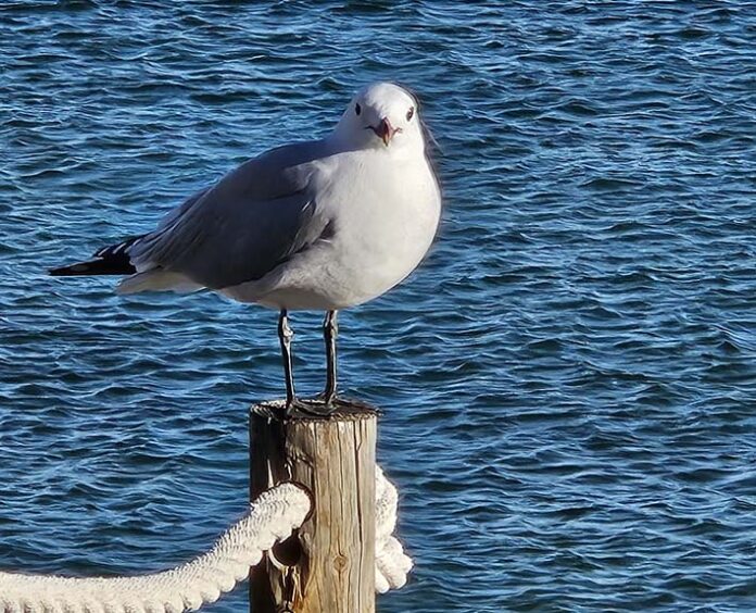 MöweIgelmund Möwe, Ibiza.IbizaHEUTE. Foro: Hans.Theo Igelmund