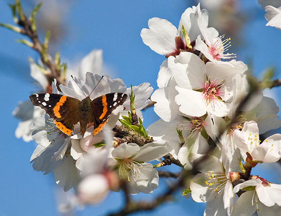 Ibiza Mandelblüte. Foto: Rüdiger Eichhorn