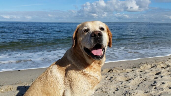 Labrador am Strand