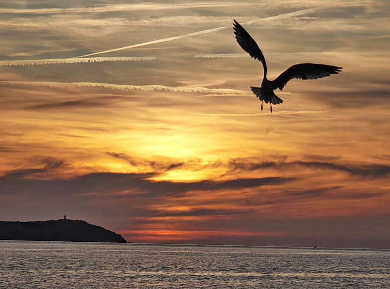 Sonnenuntergang mit Möwe. Fotos: IbizaHEUTE/Timm Hoffmann