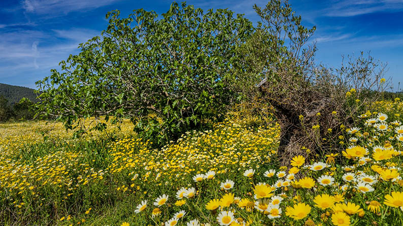 Blumen auf Ibizas. Foto: IbizaHEUTE/Sven Oliver Puch