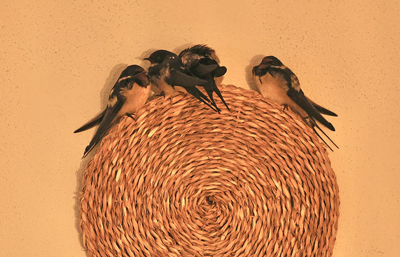 Svhwalben Formentera