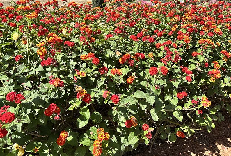 Invasion Schmetterlinge