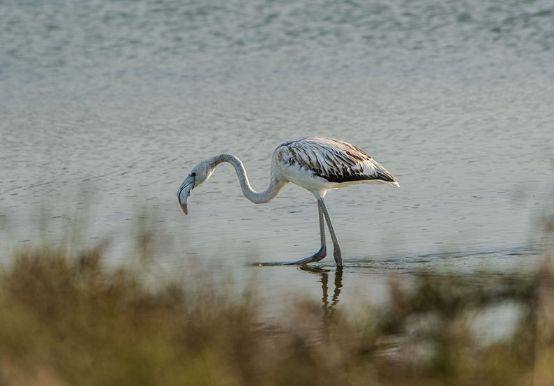 IbizHEUTE, Flamingo. Foto: IbizaHEUTE/Oliver Puch