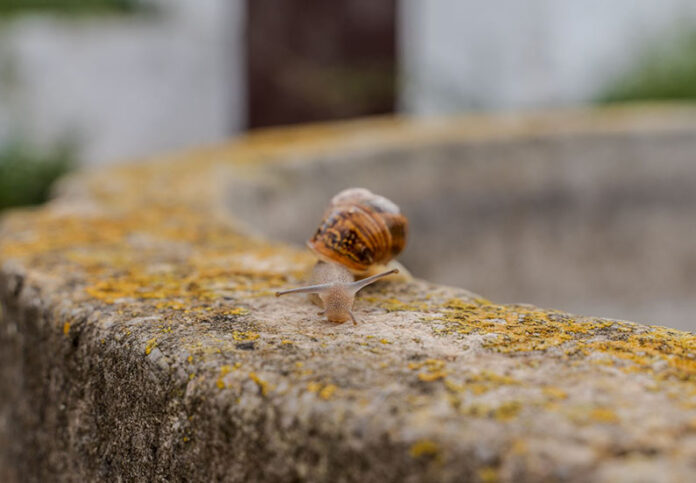 SchneckeSOP